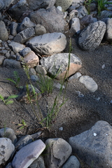 Trisetum agrostideum