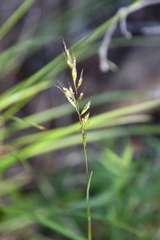 Trisetum agrostideum