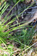 Trisetum agrostideum