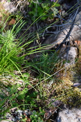 Trisetum agrostideum