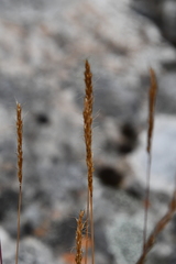 Trisetum agrostideum