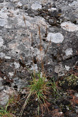 Trisetum agrostideum