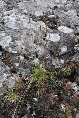 Trisetum agrostideum