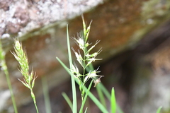 Trisetum agrostideum