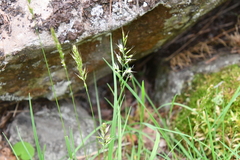 Trisetum agrostideum