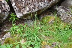 Trisetum agrostideum