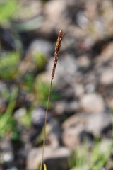Trisetum agrostideum