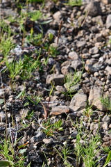 Trisetum agrostideum