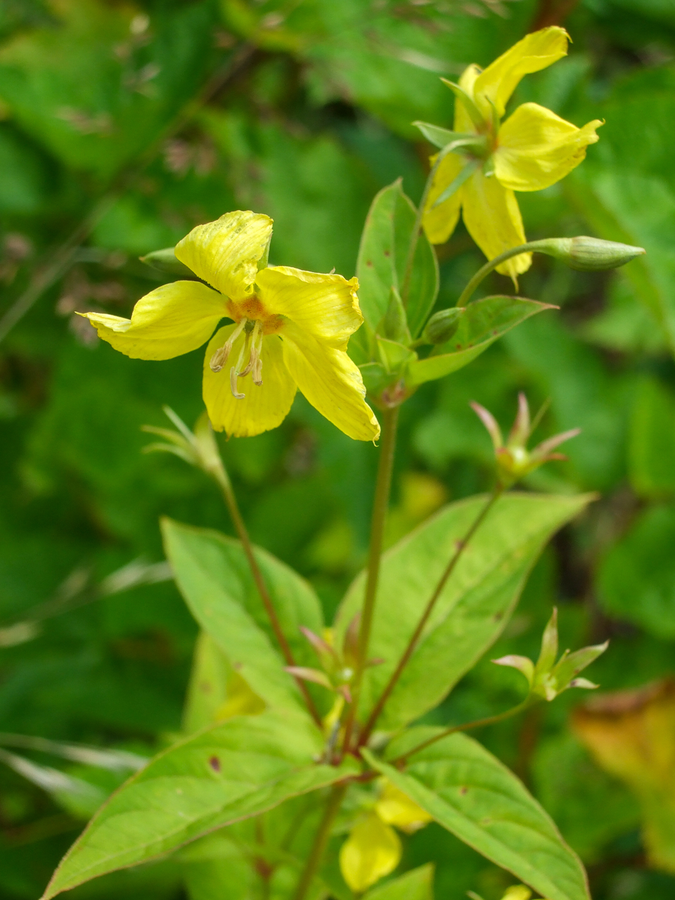 Lysimachia tonsa