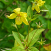 Southern Yellow Loosestrife - Photo (c) Tim Lewis, some rights reserved (CC BY-NC), uploaded by Tim Lewis