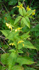 Lysimachia tonsa