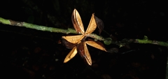 Paypayrola blanchetiana