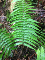 Dryopteris fuscoatra