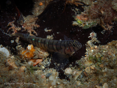 Tigrigobius macrodon