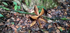 Paypayrola blanchetiana