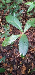 Paypayrola blanchetiana