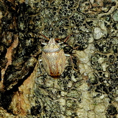 Antiteuchus macraspis