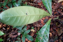 Paypayrola blanchetiana