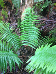 Dryopteris fuscoatra