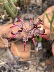 Pelargonium ellaphieae