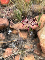 Pelargonium ellaphieae