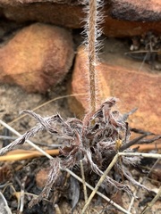 Pelargonium ellaphieae