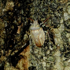 Antiteuchus macraspis