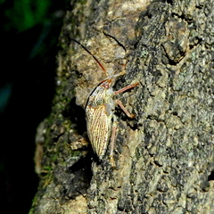 Antiteuchus macraspis