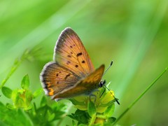 Tharsalea dorcas dorcas