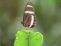 Heliconius pachinus