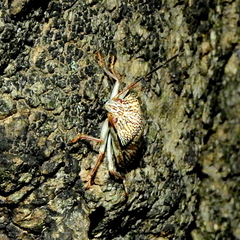 Antiteuchus macraspis