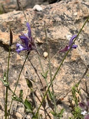 Salvia albicaulis