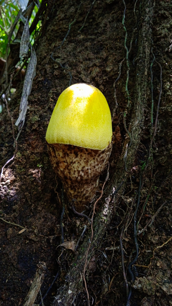 Volvariella bombycina flaviceps