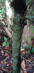 Paypayrola blanchetiana