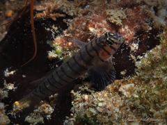 Tigrigobius macrodon