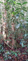 Paypayrola blanchetiana
