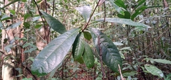 Paypayrola blanchetiana
