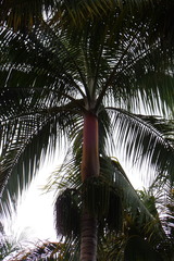 Acanthophoenix rubra