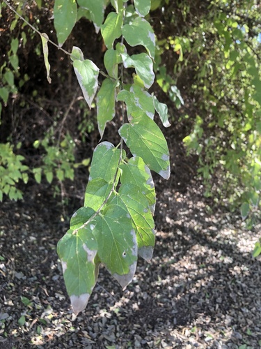 Celtis reticulata (Celtis reticulata)
