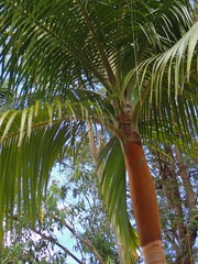 Acanthophoenix rubra