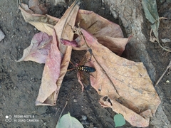 Isanthrene perboscii