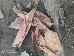 Isanthrene perboscii