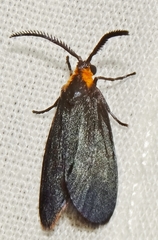 Acoloithus falsarius
