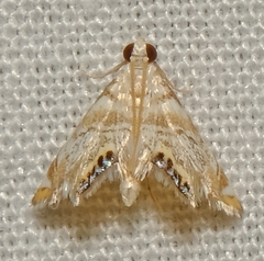 Eoparargyractis irroratalis