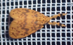 Afrasura indecisa