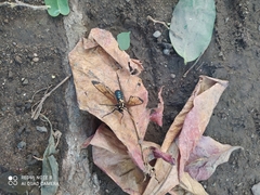 Isanthrene perboscii