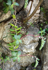Pachyphytum rogeliocardenasii