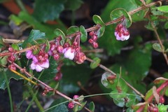 Hypocalymma speciosum