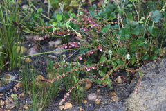 Hypocalymma speciosum