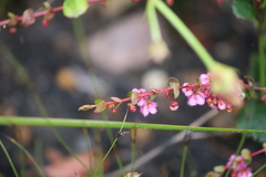 Hypocalymma speciosum